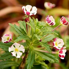 Zaluzianskya ovata Star Balsam