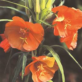 Oenothera Sunset Boulevard - Seeds