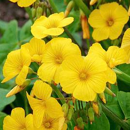 Oxalis Valdivensis - Seeds