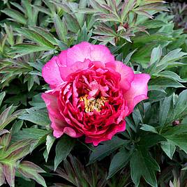 Peony Hillary