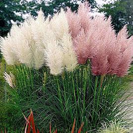 Prairie Pampas Feathers Mix - Seeds