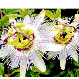 Passion Flower caerulea - Seeds