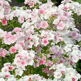 Phlox drummondii Blushing Bride - Seeds