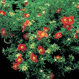 Potentilla fruticosa Marian Red Robin