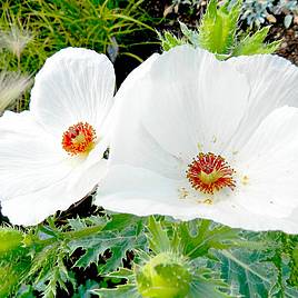 Prickly Poppy - Seeds