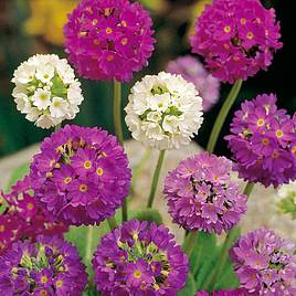 Primula denticulata Hybrids - Seeds