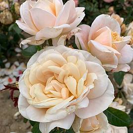 Rose Champagne Moment (Floribunda Rose)