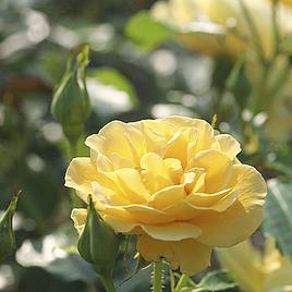 Rose Precious Gold (Floribunda Rose)