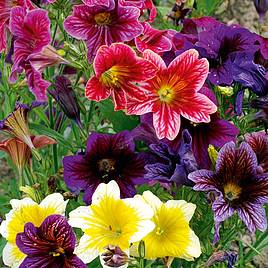 Salpiglossis Velvet Dolly - Seeds