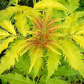 Golden Elderberry (Hedging)