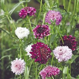 Scabious Pincushion Mix - Seeds