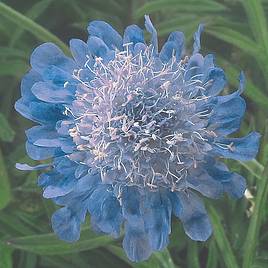 Scabious japonica Ritz Blue - Seeds