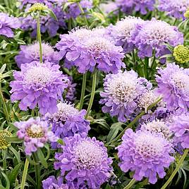 Scabious Blue Note - Seeds