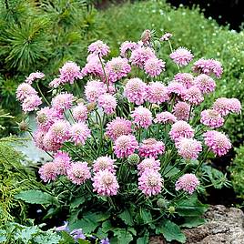 Scabiosa Pink Diamond