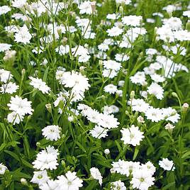 Silene alpestris Starry Dreams