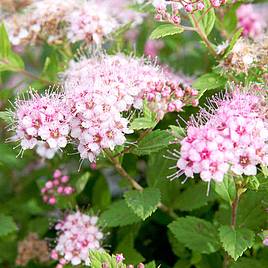 Spiraea japonica Little Princess