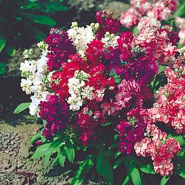 Stock Sweetly Scented Mix - Seeds