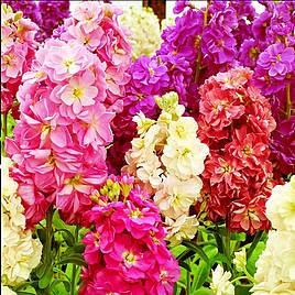 Stock Fragrant Bedding Mix - Seeds