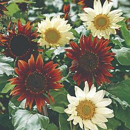 Sunflower Total Eclipse - Seeds