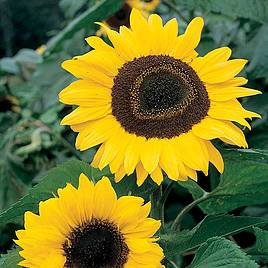 Sunflower Collection - Seeds