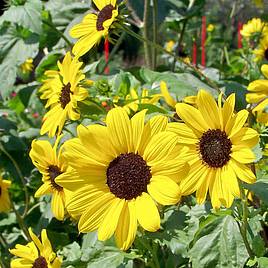 Sunflower Small Yellow Flower (Organic) - Seeds