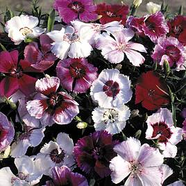 Dianthus Sugar Baby Mix - Seeds