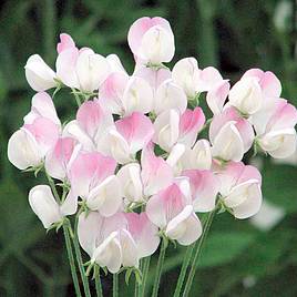 Sweet Pea Lavender Bridesmaid - Seeds