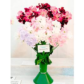 Sweet Pea Showbench Mix - Seeds