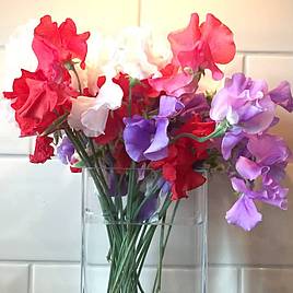 Sweet Pea Patriotic Mix - Seeds