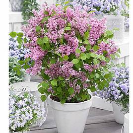 Lilac Dwarf Flowerfesta® Pink