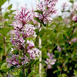 Lilac Josée