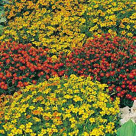 Tagetes tenuifolia Starfire Mix - Seeds