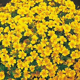 Tagetes tenuifolia pumila Golden Gem - Seeds