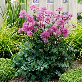 Thalictrum Little Pinkie