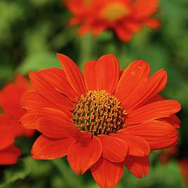 Tithonia Red Torch - Seeds