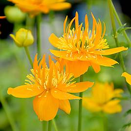 Trollius chinensis Golden Queen