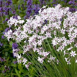 Thulbaghia Purple Eye