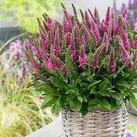 Veronica spicata Bubblegum Candles