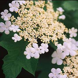 Viburnum trilobum Wentworth