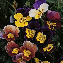 Viola Fancy Shades Mix - Seeds