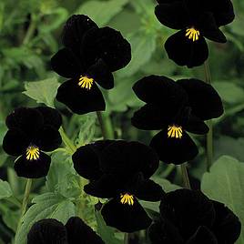 Viola Blackjack (Black Devil) - Seeds