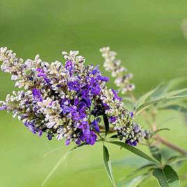 Vitex agnus-castus Blue Puffball