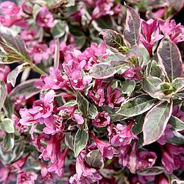 Weigela florida Monet