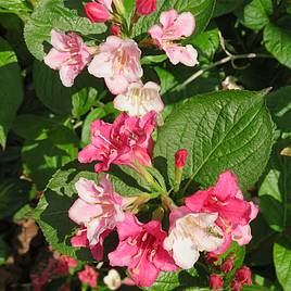 Weigela Carnaval