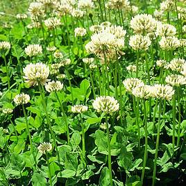 Trifolium Repens - Seeds