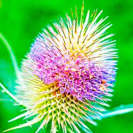 Teasel - Seeds