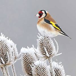 Winter Bird Feeding Mix - Seeds