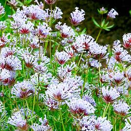 Blue Woodruff Blue Shades - Seeds