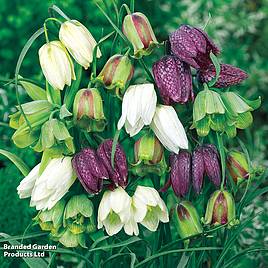 Fritillaria Spring Bells