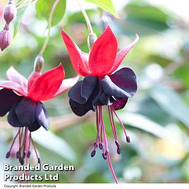 Fuchsia Lady in Black